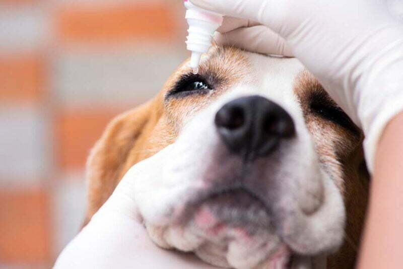 Beagle eye problems