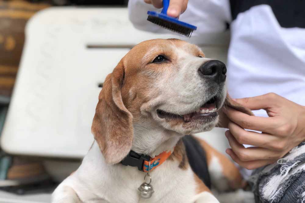 Beagle Grooming