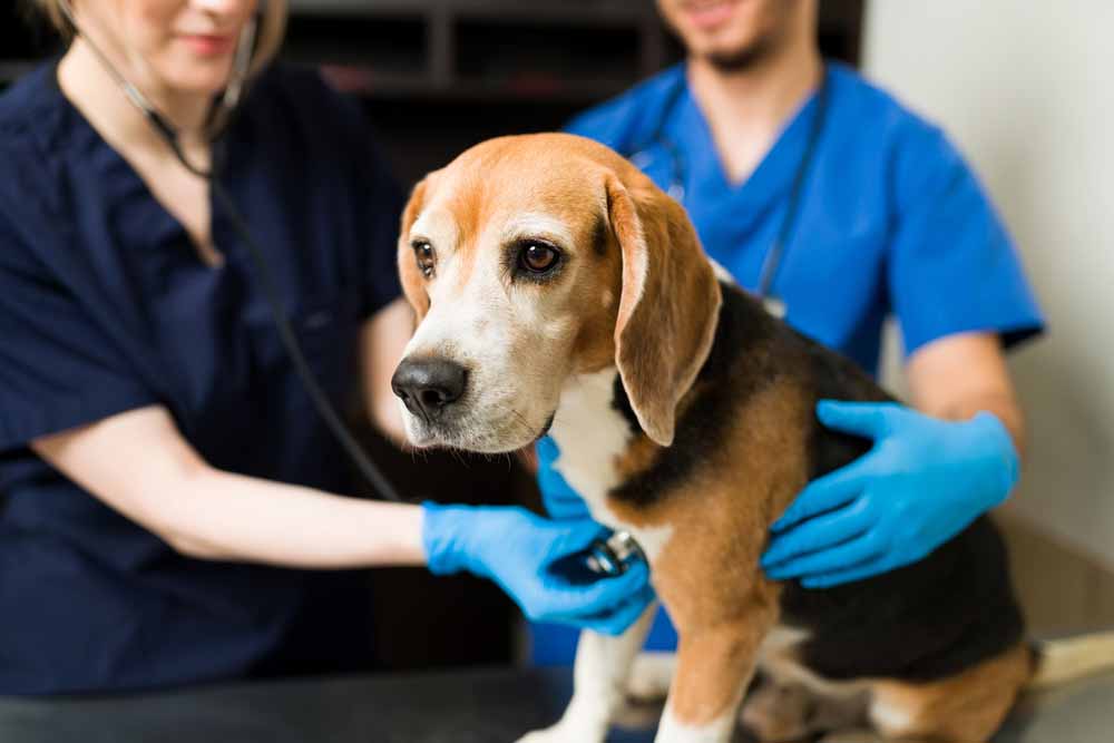 Beagle Health